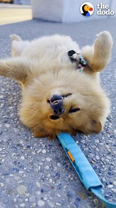 Pomeranian takes “playing dead” to a whole new level... and there's only one way to get him up | Little But Fierce by The Dodo