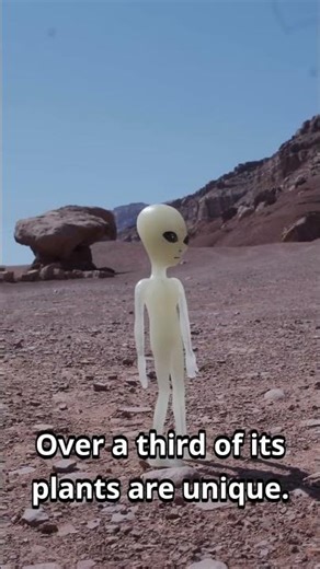 Socotra: Earth's Most Alien Island? Unbelievable Trees!