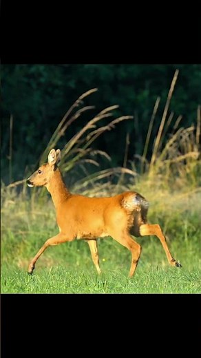 Deer sound #shorts #viral #trending #reels #top10 #deer