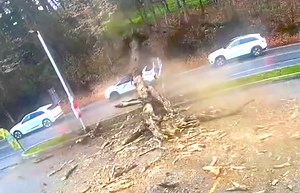 ‘Inches from death’: Massive tree crashes onto car, driver escapes in stunning close call