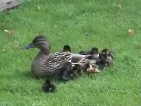 Mother Duck & 12 Little Baby Ducklings. Cute! Full version.