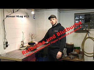 Bonsai VLog # 11 European beech & blood beech "Fagus sylvatica & Fagus sylvatica purpurea"
