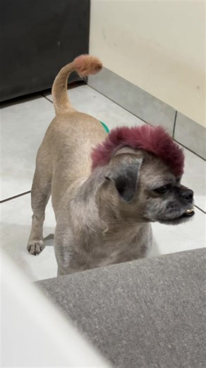 Os vídeos de Bento (@bento_chubaka) com som original - Douglas Agl🎶