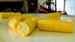 Inside the Massive Harvest of Millions of Tons of Sweet Corn
