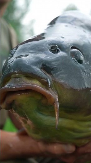Spring carp in Belgium's canals | The great Flanders tour with Michiel Pilaar | Part 1