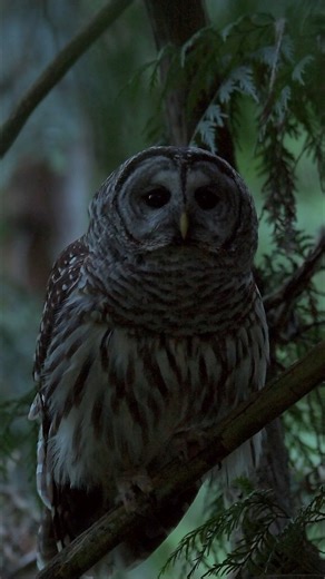 This big owl has the best hoot of the night!