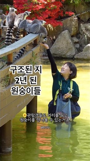 #알락꼬리여우원숭이 구조된 지 2년 후, 어떻게 지내고 있는지 가봤습니다.