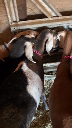 ✨ Herd update! ✨ All our does are doing wonderfully and growing multiples! We’re extra excited this year, with two new junior herd sires bringing in some awesome new genetics We have some gorgeous buckling and doeling reservations open—these kids are going to be something special! | Raising Arrows Nubians