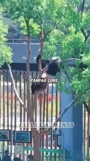 PANDA FUNNY MOMENTS 😂🐼