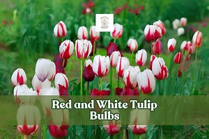 10 Red & White Tulip Bulbs | Bicolor Tulipa Gesneriana, Spring Flowers - Etsy