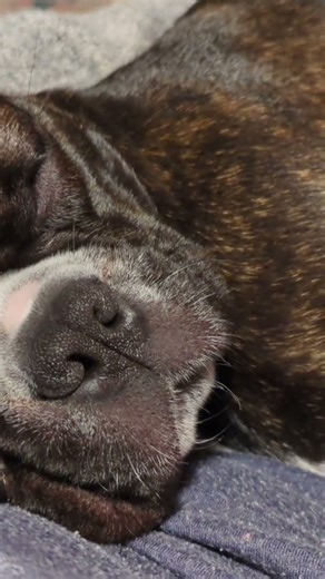 do dogs snore? #bulldog #puppy