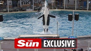 SeaWorld's ‘saddest’ orca Corky  lost all 7 of her babies in inbreeding program