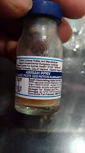 1.2K views · 41 reactions | PPR Vaccine پی-پی۔آر ویکسین لگانے کا طریقہ کار | Sidhu goat farm | Facebook