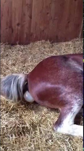 Horse Birth | STEP 1 | The Beginning of Birth & What to Expect