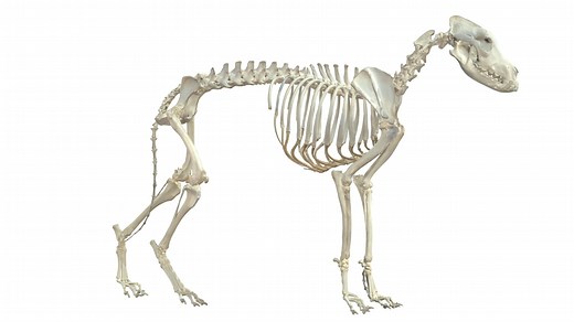 Dog, Skeleton - 3D model by Vetanat.UZH