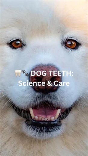 🦷🐾 Dog Dental Health: More Than Just a Smile 🐾🦷 Did you know dogs have 42 adult teeth? That’s a whole mouthful of incisors, canines, premolars, and molars designed for everything from tearing to grinding 🔬. Each tooth is made of enamel, dentin, and pulp — and when plaque builds up, bacteria can inflame gums, leading to periodontal disease, one of the most common health issues in dogs. ✅ Why dental care matters: • Prevents pain, tooth loss, & infection. • Protects organs (heart, kidneys, liv