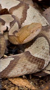 Snakes in lakes: Lake Wylie among the most snake-infested lakes in South Carolina