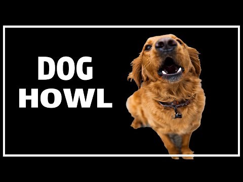 Noise to Make Dog Howl | DOGS HOWLING