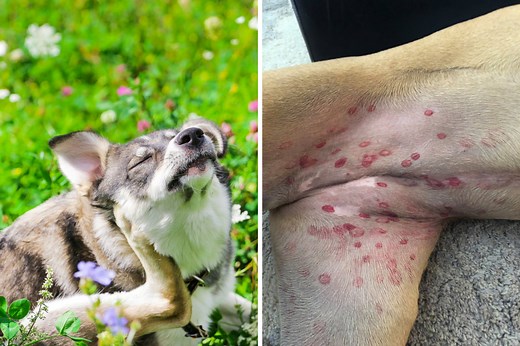 What Causes Red Circles on a Dog’s Belly?