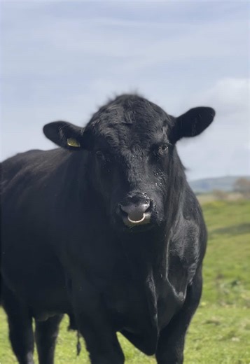 Discover Aberdeen Angus Cattle Breeds