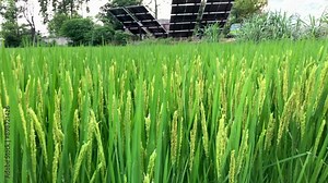 4K video of rice paddy plants and rice fields.