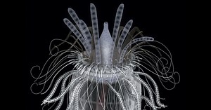 (Vermes Pseudocelomados) - Filo Loricifera, Filo Priapulida e Filo Entoprocta