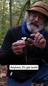 Even if you can’t hear it giggle, we bet you can see it jiggle! Paul Stamets comes across Pseudohydnum gelatinosum in the forest. #teehee #mushroomeducation #psedohydnumgelatinosum #catstounge #mushrooms #paulstamets #giggle #mushroomforaging #foraging #nationalmushroommonth | Fungi Perfecti