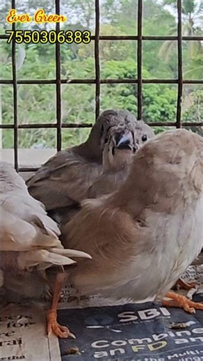 #fawn colour zebra finches available in sale