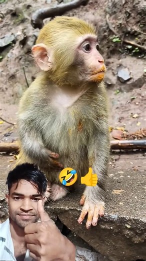 #cute #funny 🤣👈#monkey #comedy 😃#wathsapp_satus_video #viralshortsvideo 😱