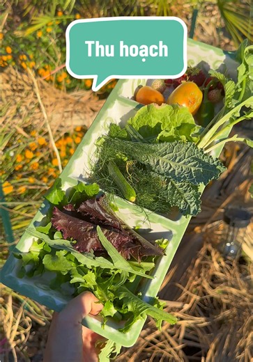 BeTô Thích Trồng Cây (@beto.thichtrongcay)’s video of harvesting from my garden