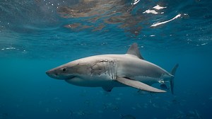 Surfer killed by shark at popular beach as horrified by-standers watch on
