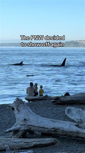 Just casually walking when a pod of orcas glides by. Nature’s flex 🌊✨ #pnw #nature #orcas #beach #seattle