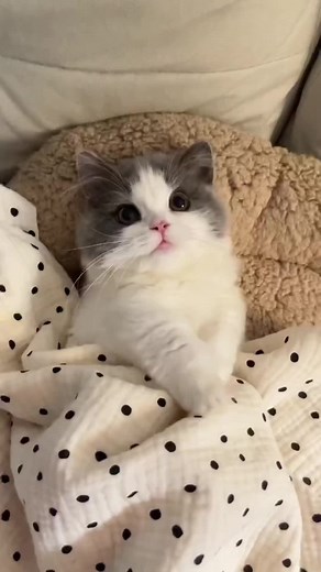 #Pet #CutePet #Cat #cuteanimals