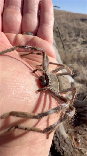 663 reactions · 75 comments | Moving a beautiful Huntsman Spider out of harms way….. ️李李 #spider #reels #rescue #australia #instadaily #short #instareels #instagood #animal #friend #conservation #spiders #earth #nature #nsw #desert #reelsinstagram #love #fauna #wildlife #wildlifeonearth | Mick Fullerton Wildlife | Facebook