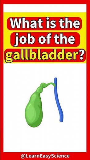 What does the GALLBLADDER do? 🤔 | Learn about the gallbladder function #education #biology #organs