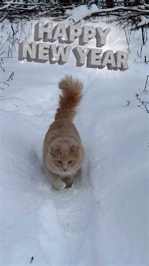 Frostbiting weather Cat Moments for Stress Relief 🐈🫶😘🏂 Spend a quiet moment with my fluffy cat.