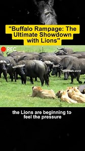 Buffalo Rampage TheUltimate Showdownwith Lions do animal | Atish e Ishq