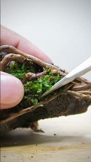 Planting the Floating Terrascape