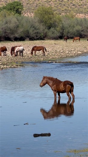 Galloping through the water with unstoppable power #wildhorses #horsevideo #wildlife #animals #horse