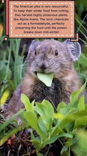 The American Pika