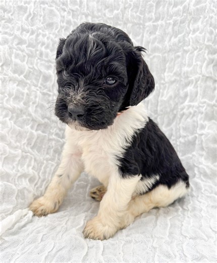 Springerdoodles Free Delivery to Twin | Dogs | KSL Classifieds