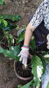 Here's how we propagate Wave of Love. Athurium plowmanii A wonderful, drought tolerant plant with long leaves with slightly rippled or wavy edges. #fbvideo2024 #plantsmakepeoplehappy #anthurium #everyonefollowers #highligths #teamangatan | South Victoria Garden
