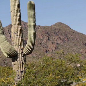 🌄 TELL US: What's your FAVORITE place to hike? Let's Go Places in Arizona is BACK, sponsored by your Valley Toyota Dealers! Checkout the spectacular beauty and local history of Picacho Peak State Park! A true gem just an hour from the Valley! MORE: https://bit.ly/2FJsPeQ #abc15sponsor | ABC15 Arizona