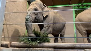 We visited Belfast Zoo to see how the Elephants were enjoying the Christmas trees donated by the public. | Belfast Live