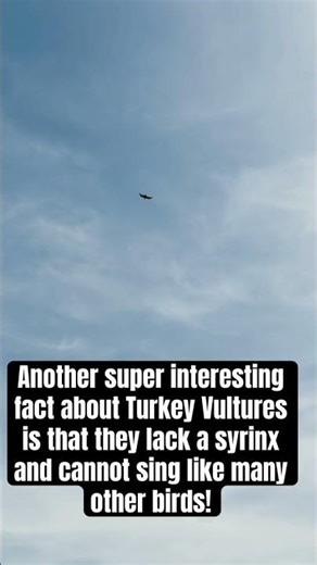 Turkey Vulture Fun Facts! Super Cool Birds of Prey!