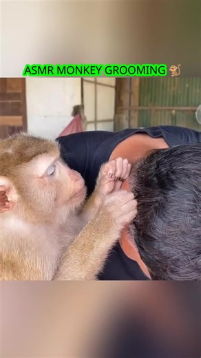 Relaxing Monkey Grooming ASMR Experience