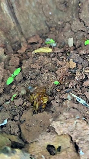 Bombardier Beetle vs Fire Ants - Nature's Fiery Battle