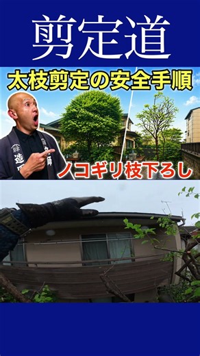 お隣に越境した木の管理に《安全手順》ノコギリで枝おろし！！ #庭木の管理 #切り戻し #剪定方法 #庭作業 #庭木の手入れ #庭木の剪定 #植物 #初心者