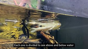 Anableps anableps! Meet the (admittedly non-suave-looking) "4-eyed fish" that hunts in all directions—& the 17 babies ours just gave birth to. | California Academy of Sciences