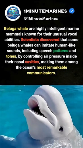 This Whale Sounds Exactly like Human 🐳